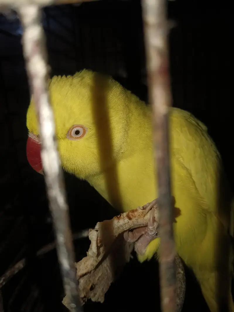 yellow Female — photo 4