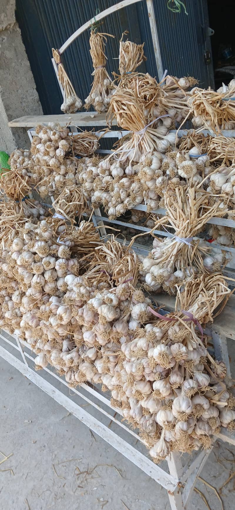 thoom garlic 0