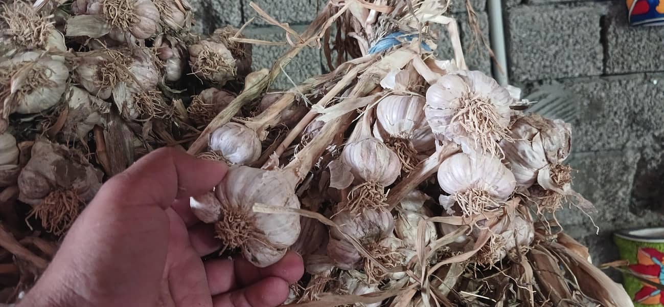 thoom garlic 1