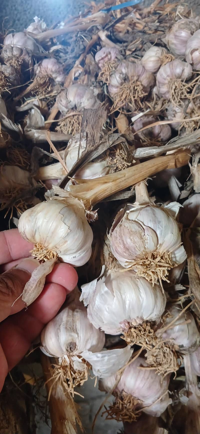 thoom garlic 2