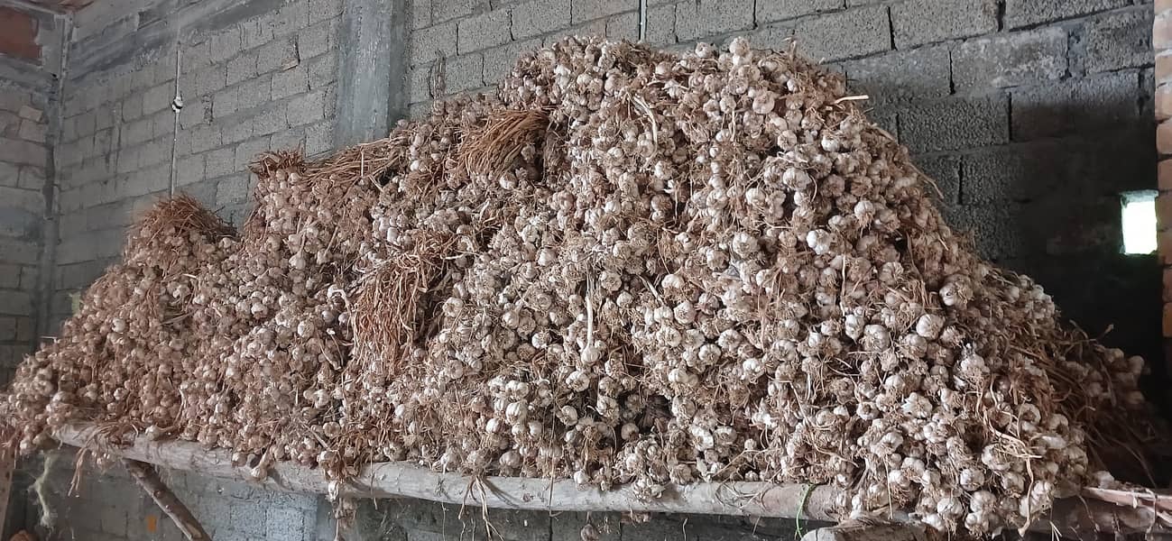 thoom garlic 3