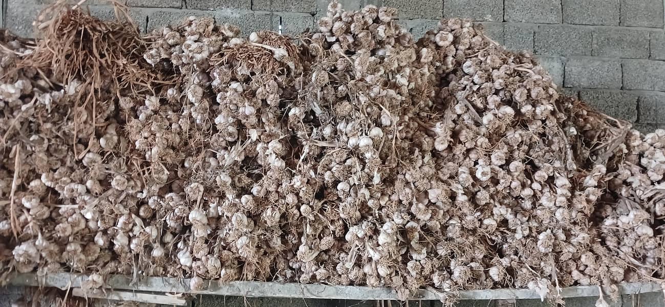 thoom garlic 4