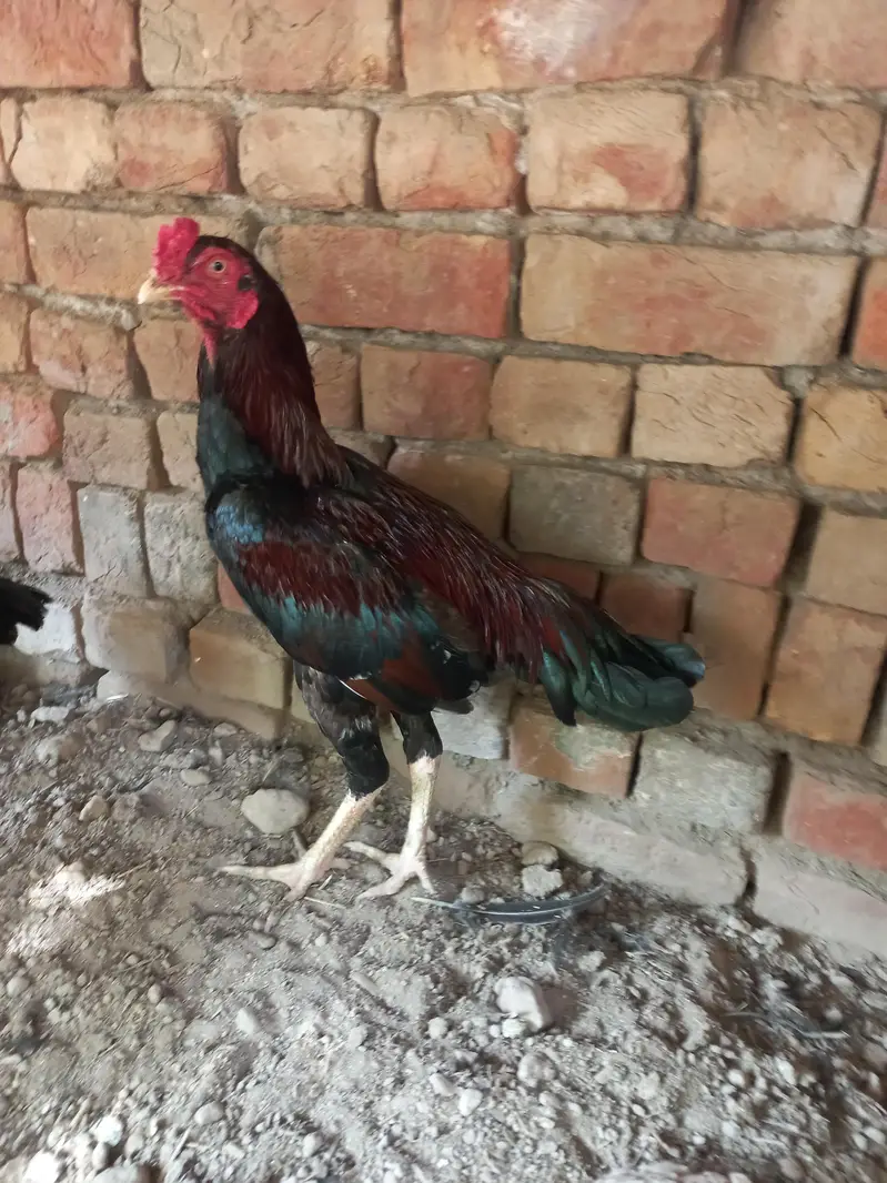 1 male 3 female set for sale — photo 2