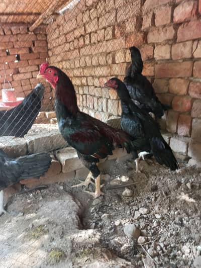 1 male 3 female set for sale