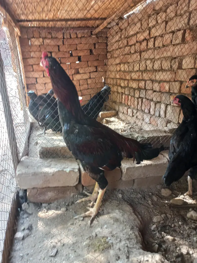 1 male 3 female set for sale — photo 3