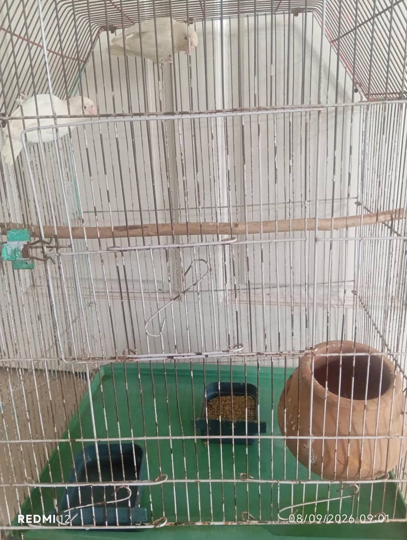 Parrots 0