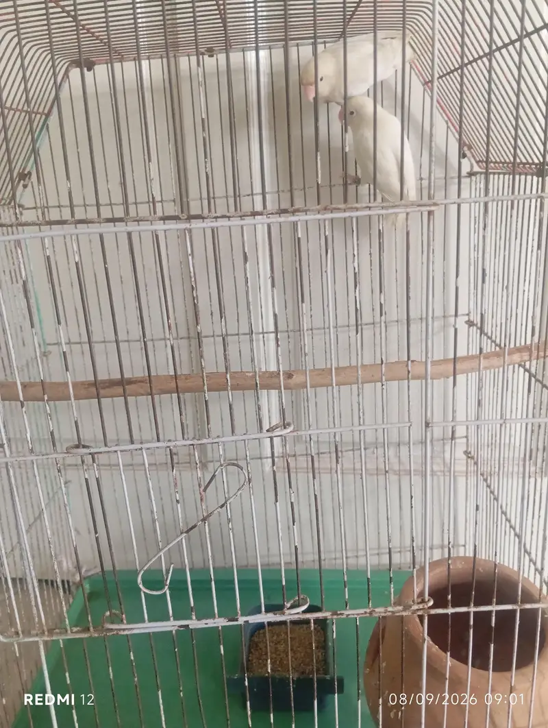 Parrots — photo 2