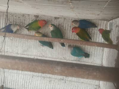 Love birds and bhjes