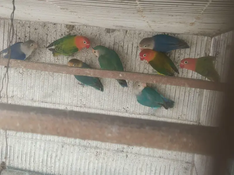 Love birds and bhjes — photo 2