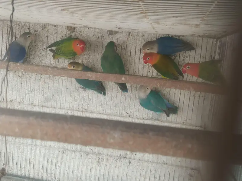 Love birds and bhjes — photo 3