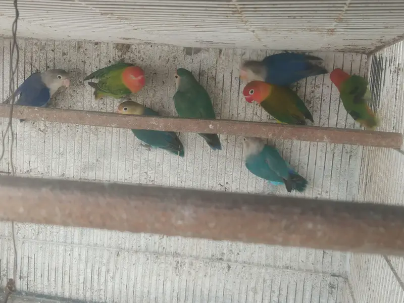 Love birds and bhjes — photo 4