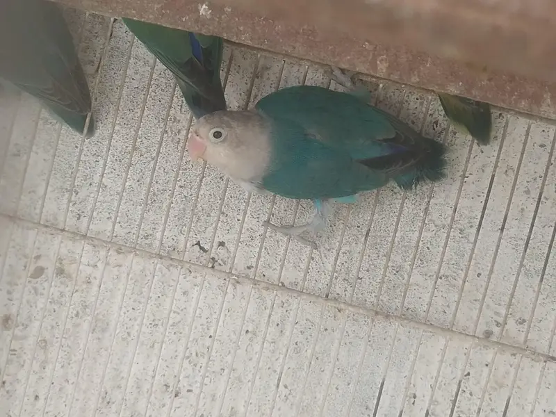 Love birds and bhjes — photo 9
