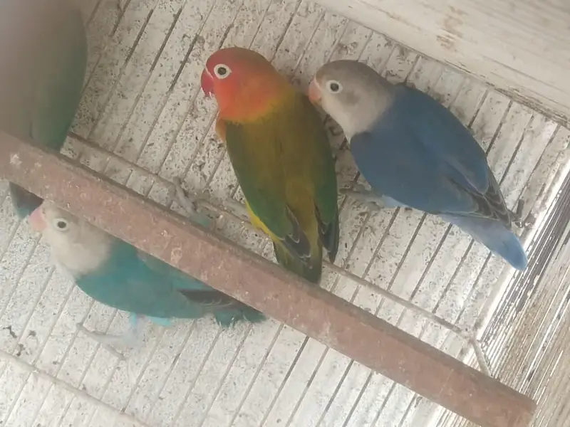 Love birds and bhjes — photo 10