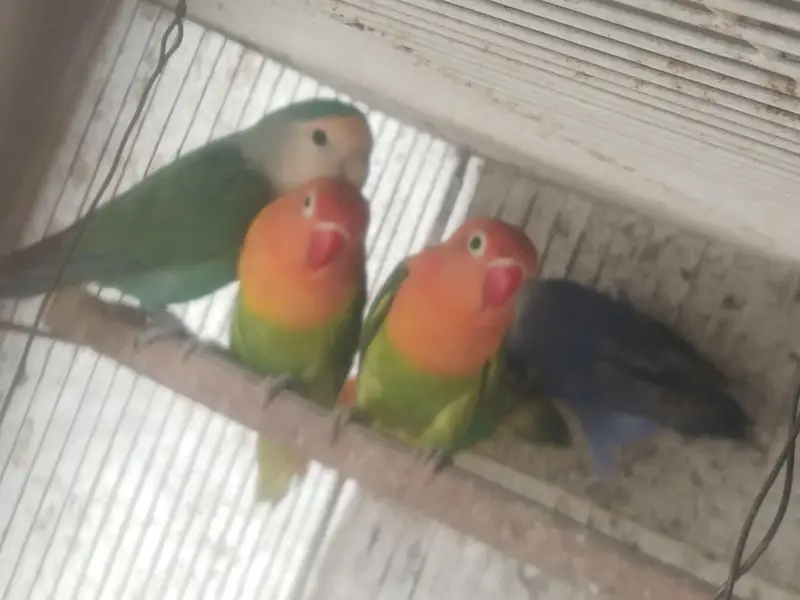 Love birds and bhjes — photo 11