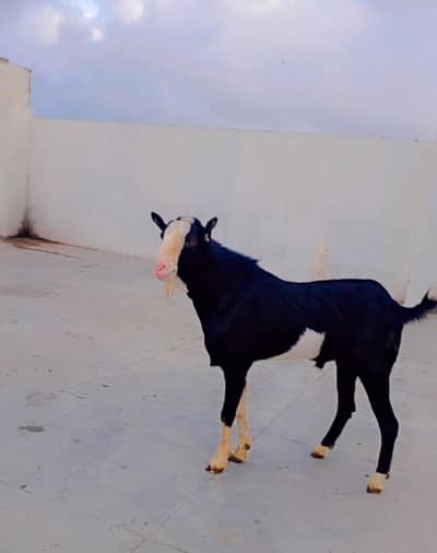 Tedda Chamba Male Breeder Best Quality