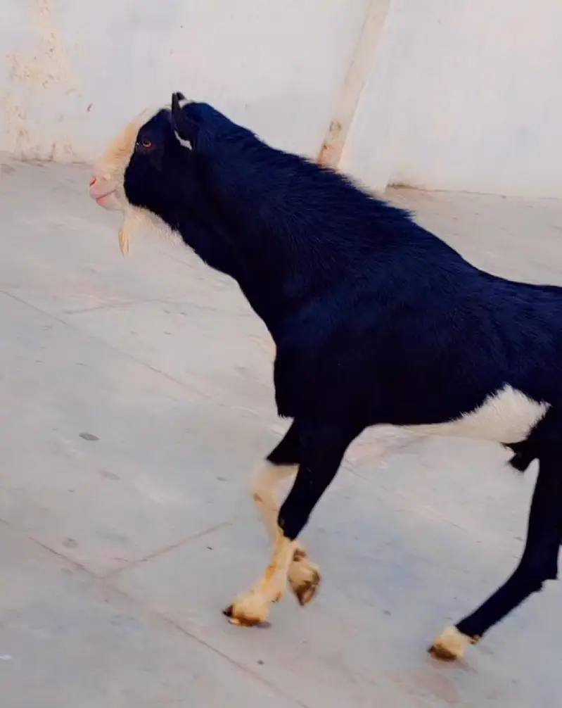 Tedda Chamba Male Breeder Best Quality — photo 2