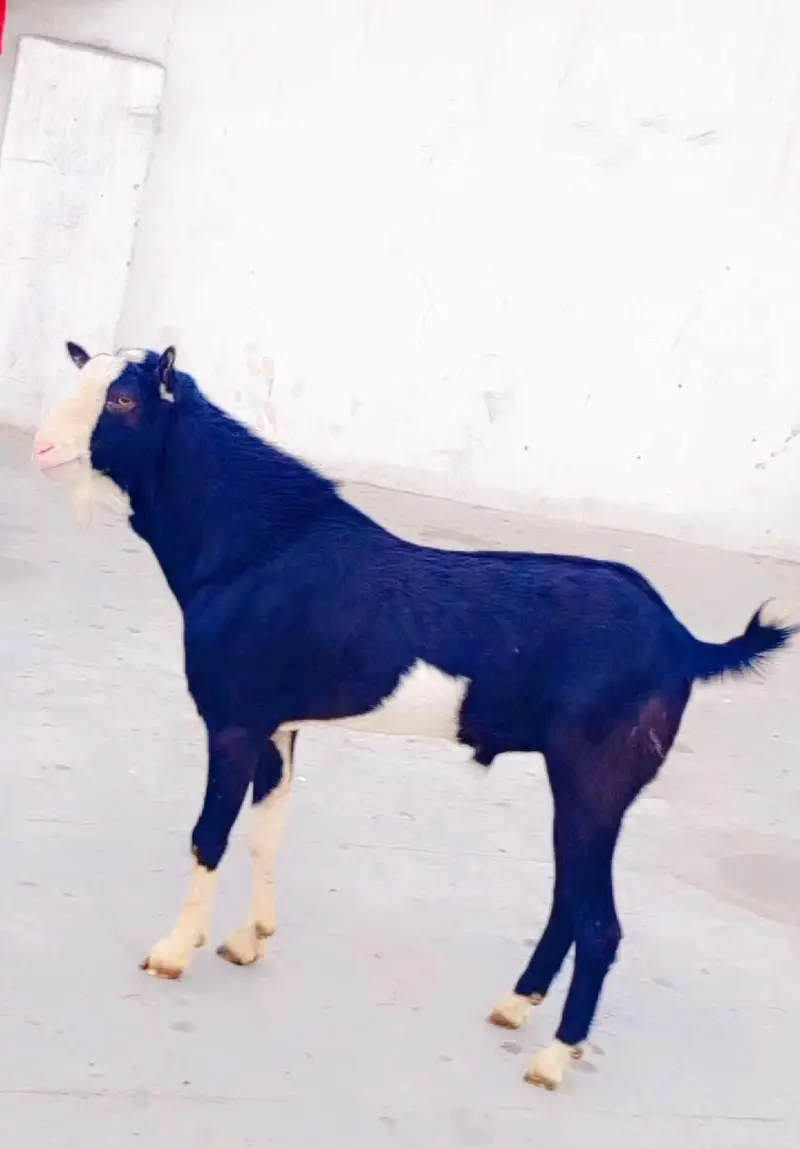 Tedda Chamba Male Breeder Best Quality — photo 3