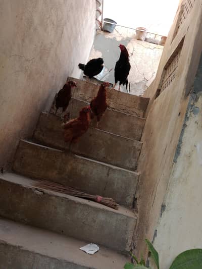 Desi hens egg laying