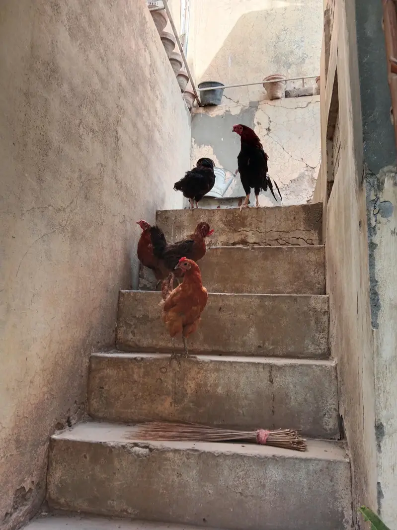 Desi hens egg laying — photo 2