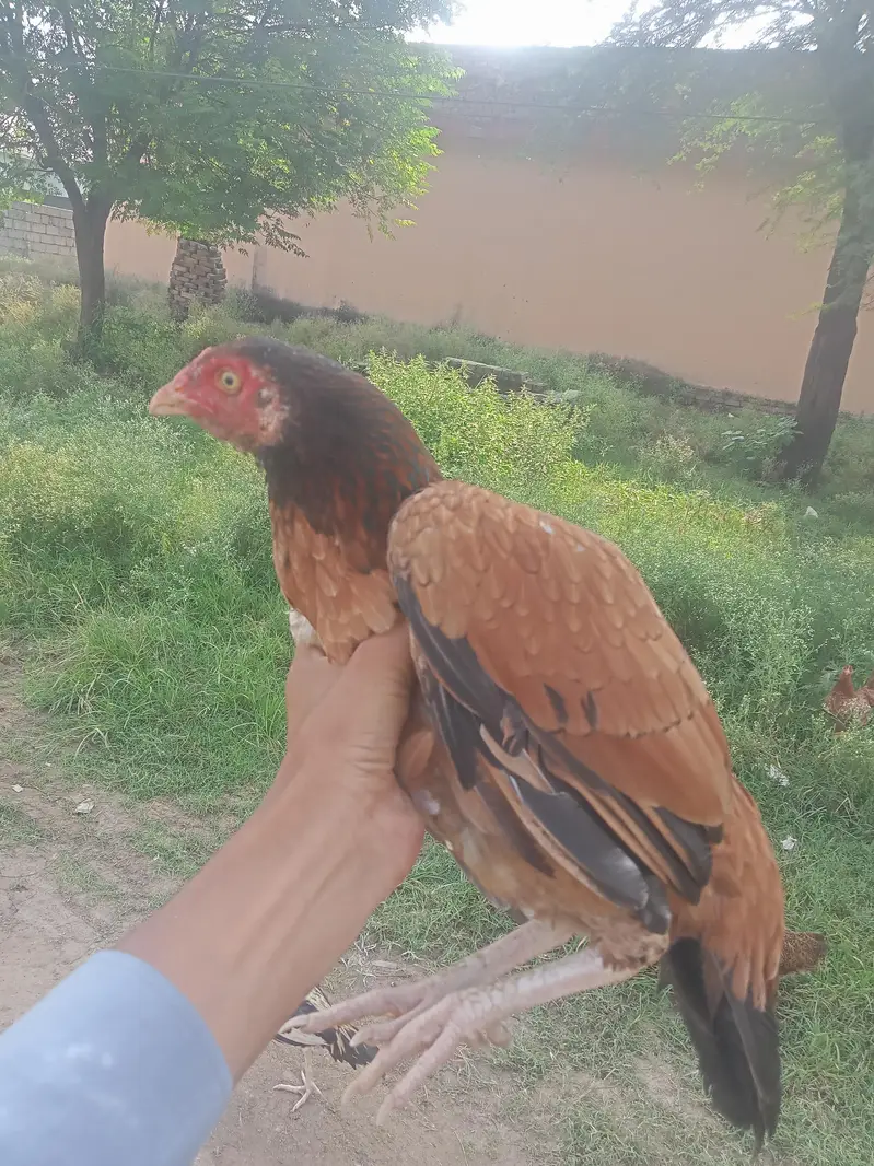 aseel pure Sindhi — photo 4