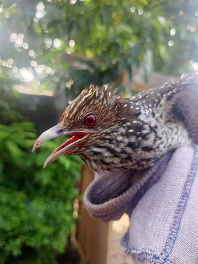 koel for sake