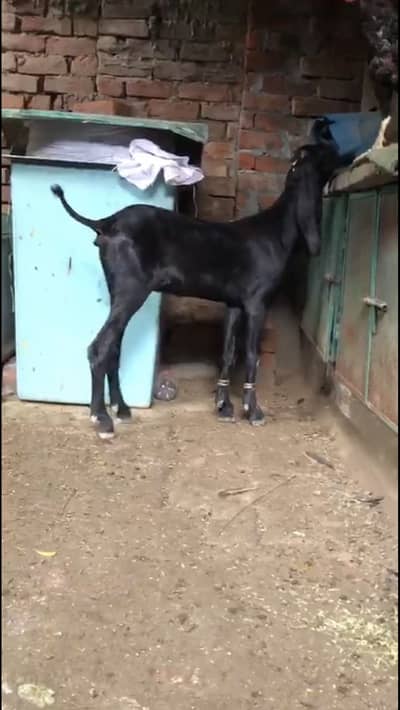 *Pure Amritsari Beetal Female Goat | Beetal Bakri _black goat*