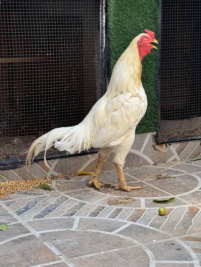 Heera aseel male coco shamo hen