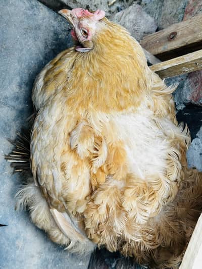 Aseel hen with chick’s & golden buff kurak hoi hy bri ashi cehz hy