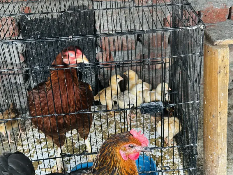 Aseel hen with chick’s & golden buff kurak hoi hy bri ashi cehz hy — photo 2