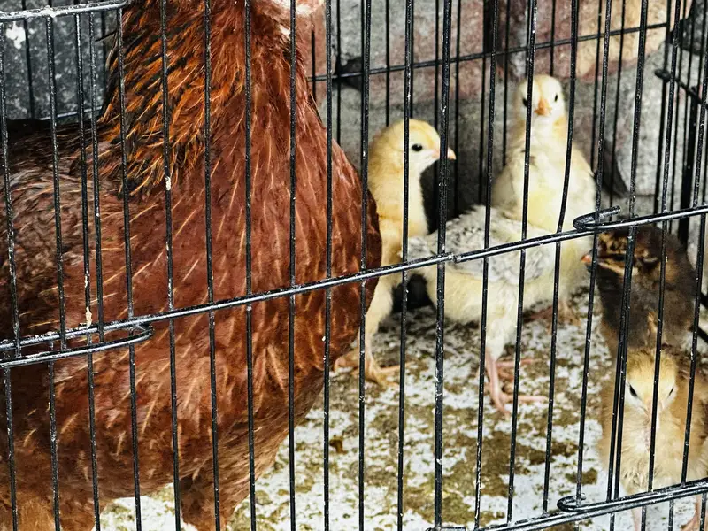 Aseel hen with chick’s & golden buff kurak hoi hy bri ashi cehz hy — photo 3