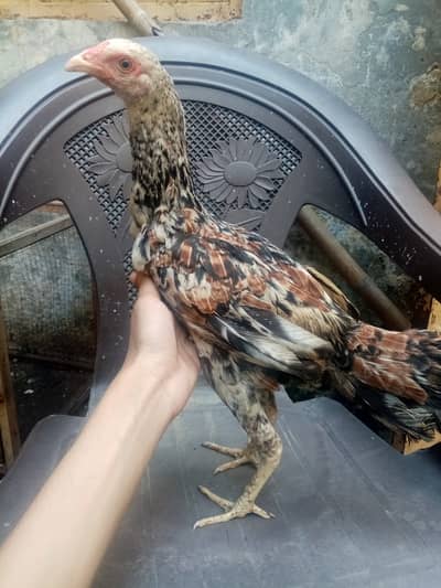 Desi misri Female and male 3 hens for sale