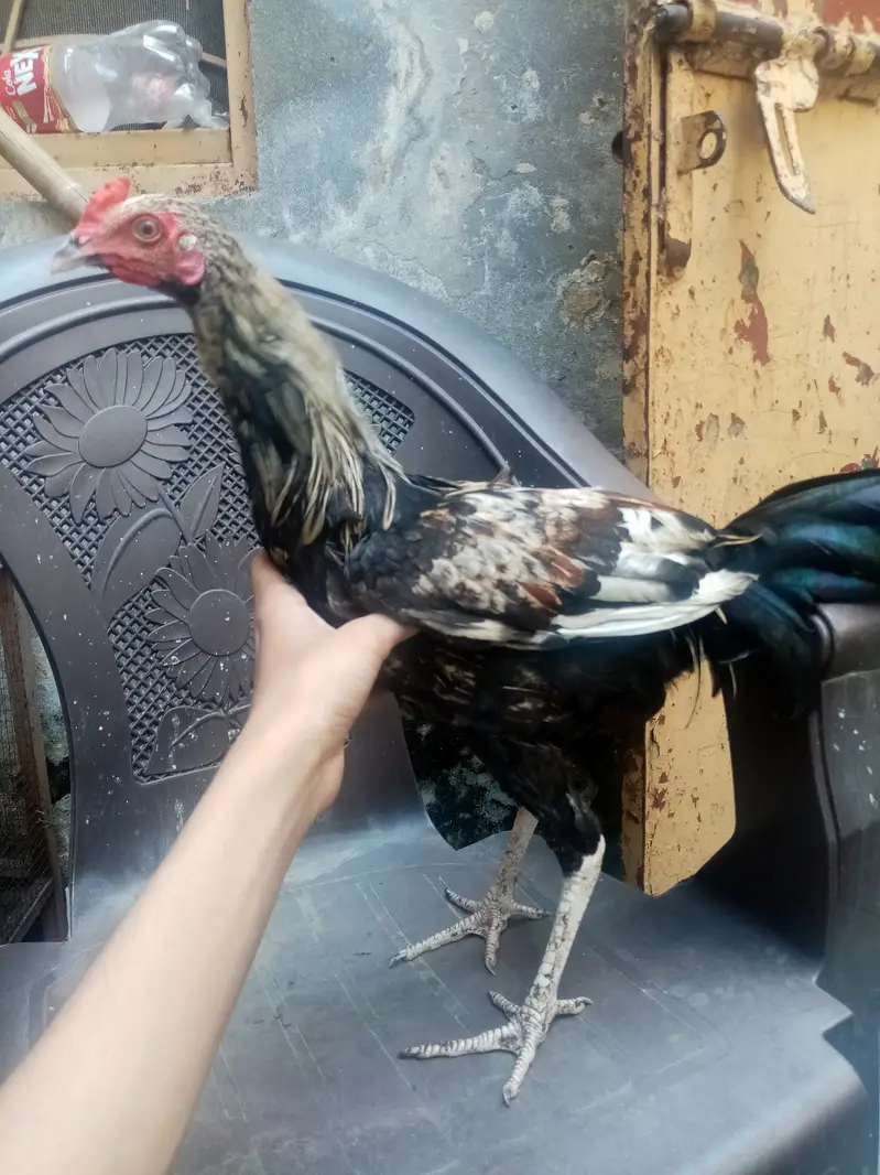 Desi misri Female and male 3 hens for sale — photo 2