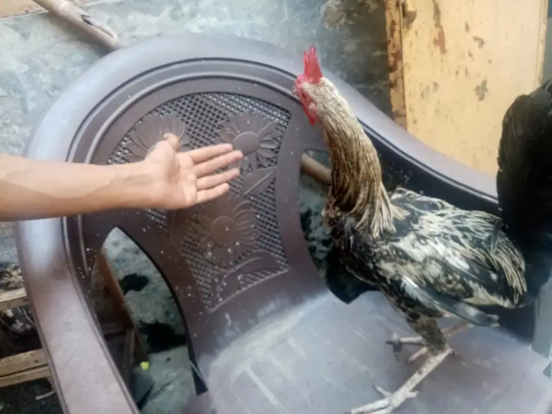 Desi misri Female and male 3 hens for sale — photo 3