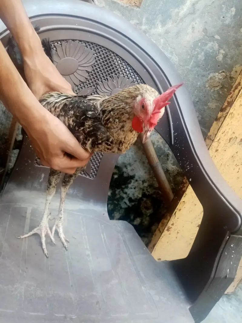Desi misri Female and male 3 hens for sale — photo 4