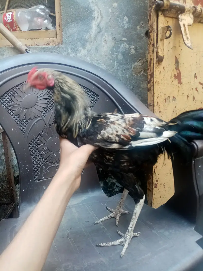 Desi misri Female and male 3 hens for sale — photo 5