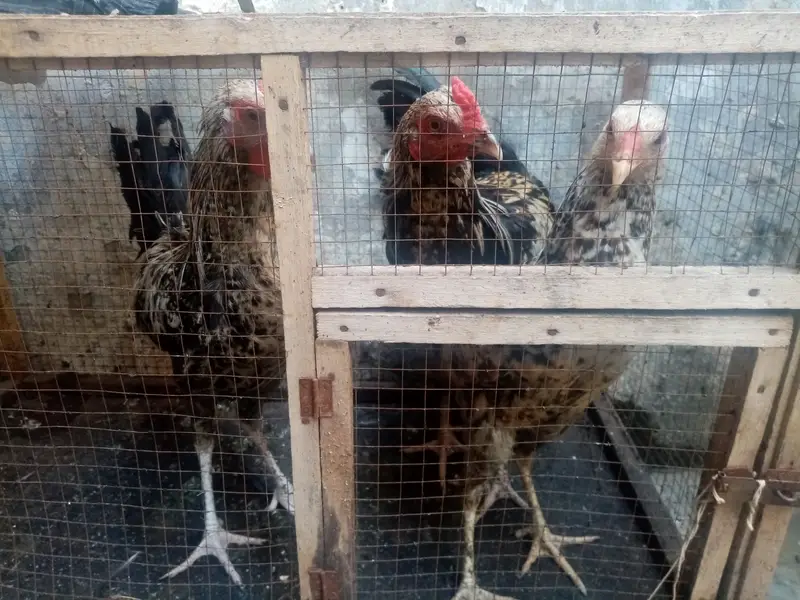 Desi misri Female and male 3 hens for sale — photo 6