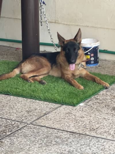 German shepherd