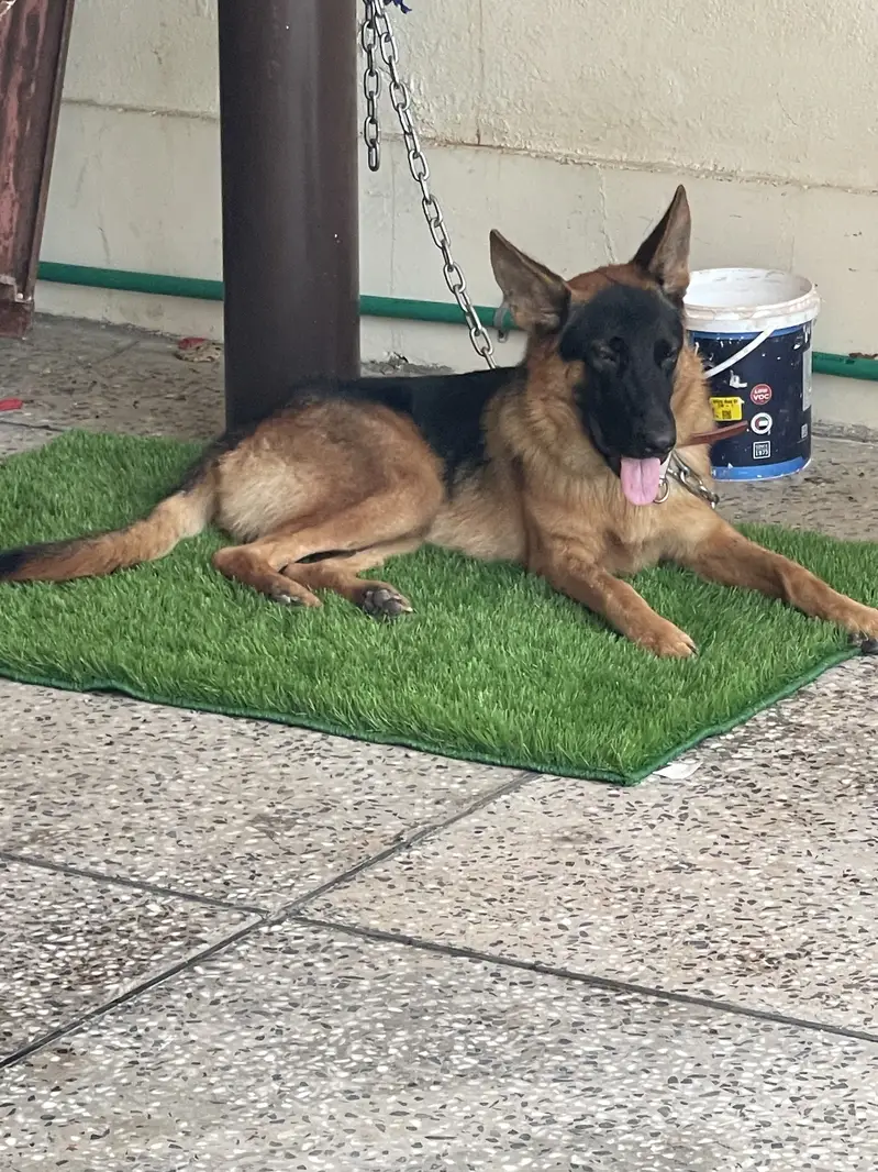 German shepherd — photo 2