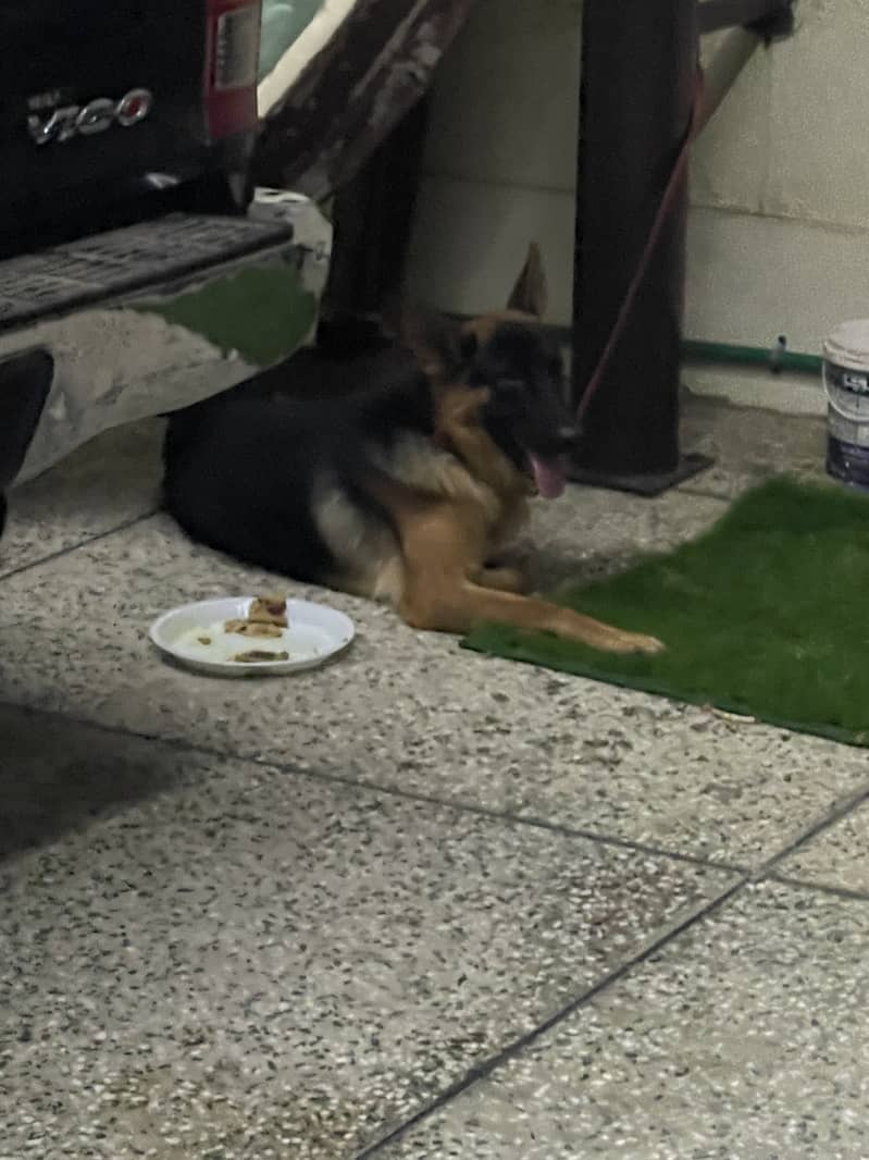 German shepherd 2