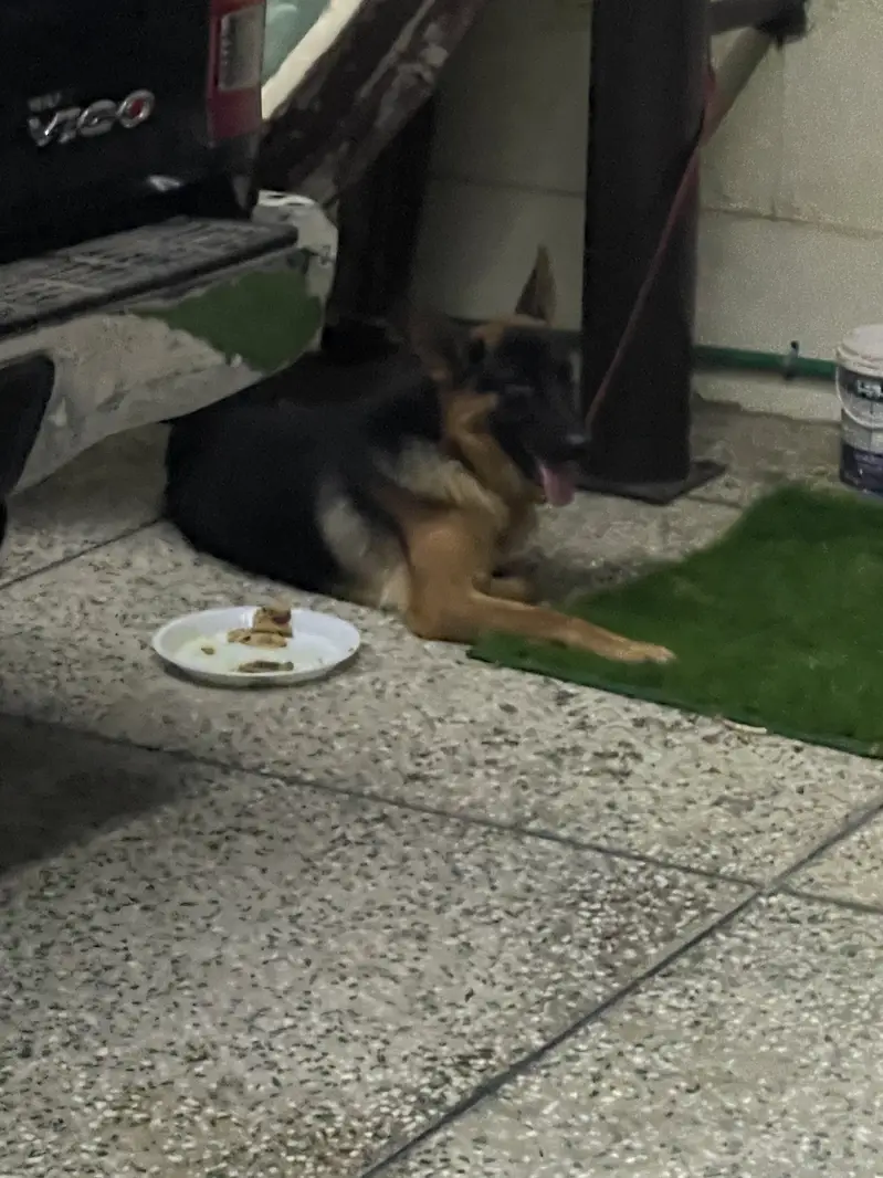 German shepherd — photo 3