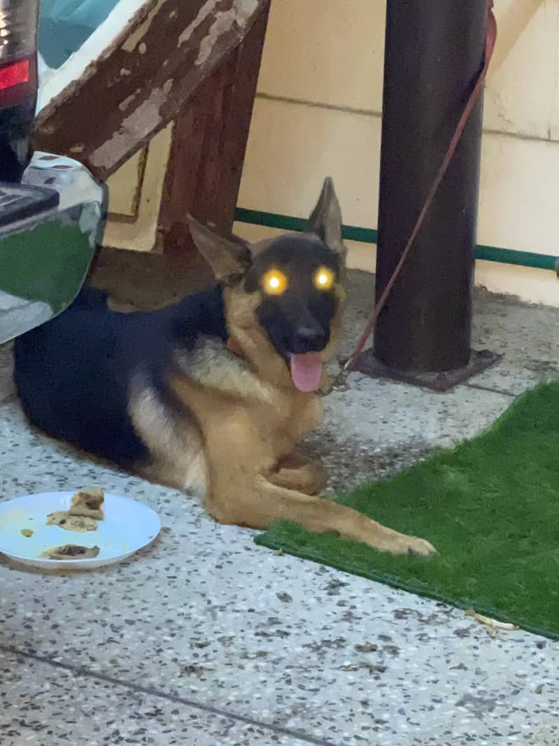 German shepherd 3