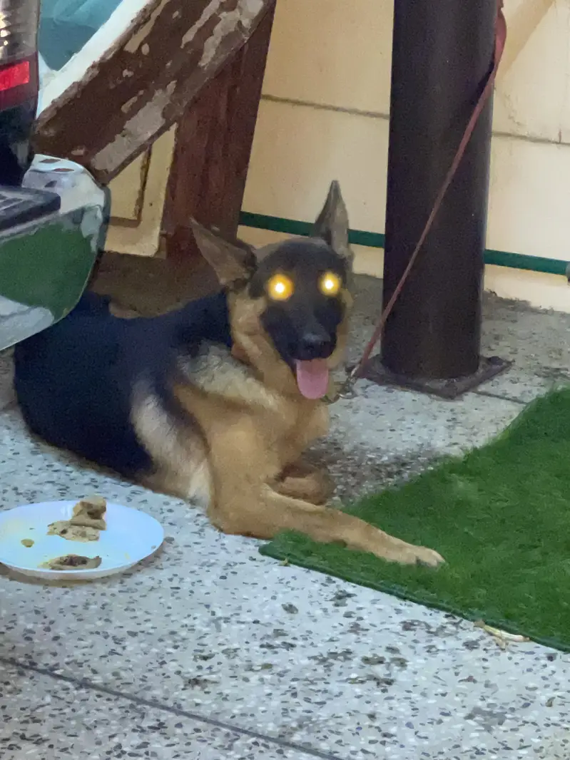 German shepherd — photo 4