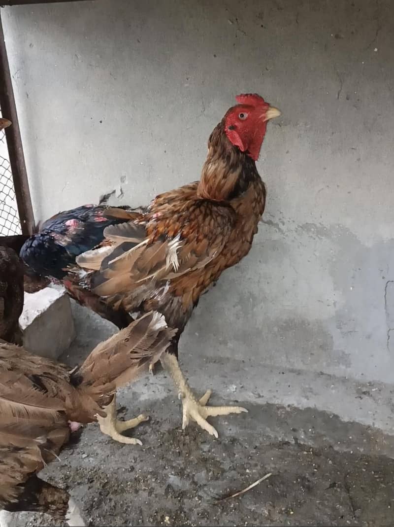 Animal 2