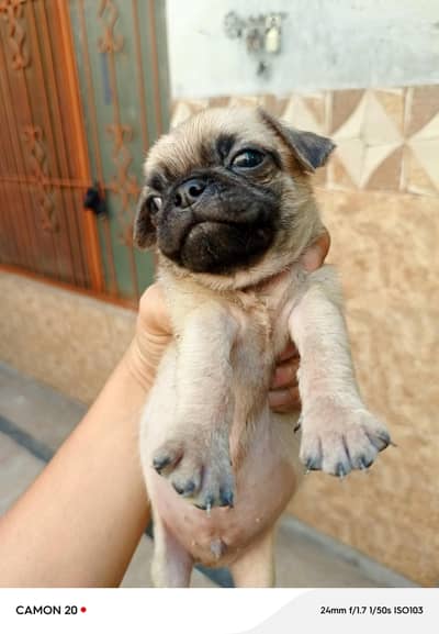 pug puppies