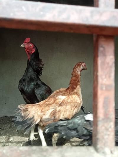 Male Available.    .