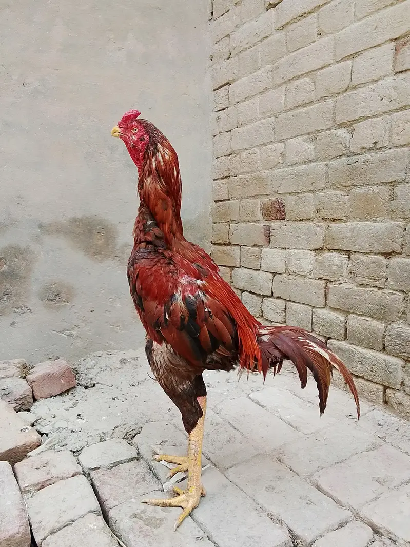 aseel murgha — photo 2