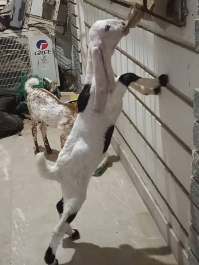 Goat babies for Sale, pair.