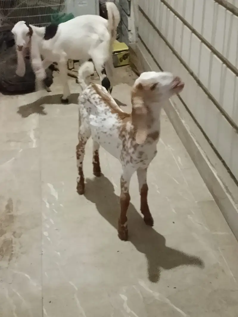 Goat babies for Sale, pair. — photo 2