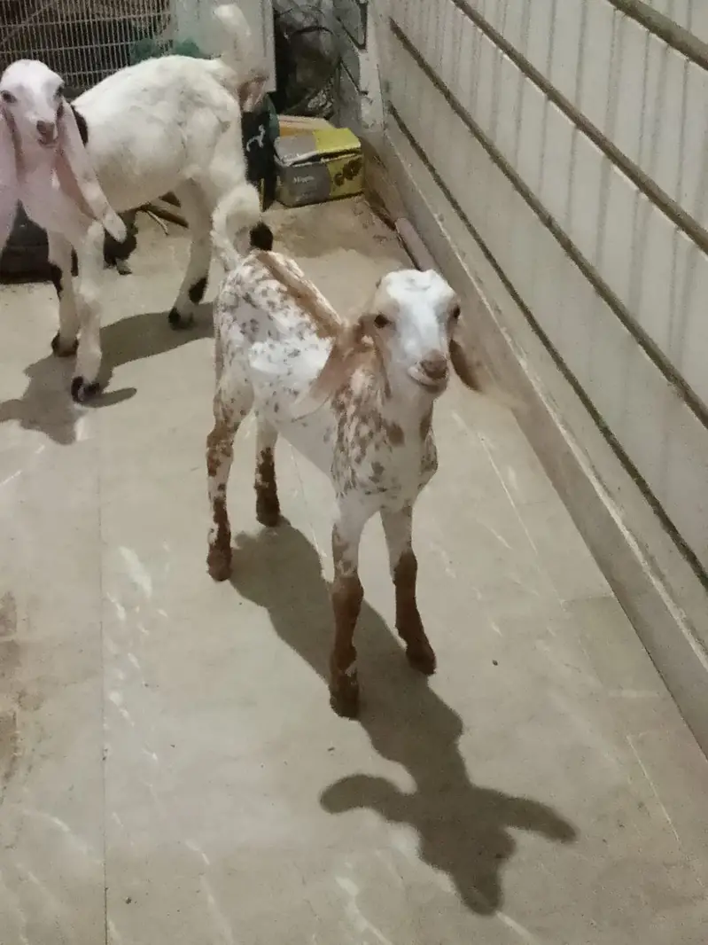 Goat babies for Sale, pair. — photo 3