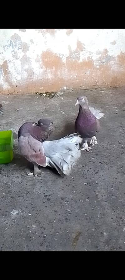 Laka breeder pair for sell video available 0312/496/21/95 call or wats